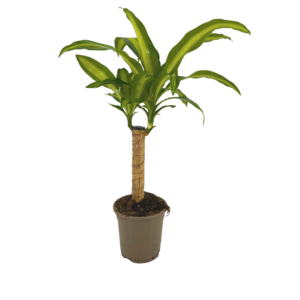 Dracaena Fragrans Massangeana – groene bladeren met gele middenstreep – 60-80 cm hoog