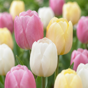 96X Tulipa Sorbet Mix - Tulp Sorbet Mix - Diversen - Voorjaarsbloeier - Bolmaat 11/12