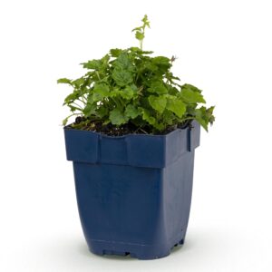 Campanula 'Lisduggan Variety' – Perzikbladklokje – pot 11 cm, 15-25 cm hoog