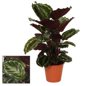 Calathea Medaillon – kamerplant met sierlijk tweekleurig blad – ±19 cm