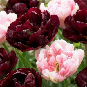 96X Tulipa Sweet Desire Mix - Tulp Sweet Desire Mix - Diversen - Voorjaarsbloeier - Bolmaat 11/12