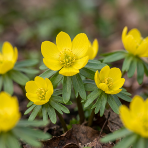 200X Eranthis Cilicica - Cilicisch Winterakoniet - Geel - Voorjaarsbloeier - Bolmaat 4/5