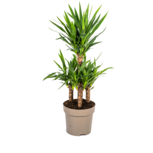 Yucca kamerplant – robuuste met zwaardvormig blad – 90-110 cm hoog