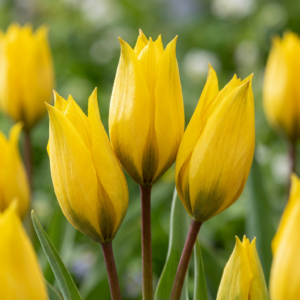 160X Tulipa Sylvestris - Bosdravik - Geel - Verwilderingsbol - Bolmaat 5/6
