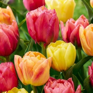 96X Tulipa Symbiosa Mix - Tulp Symbiosa Mix - Diversen - Voorjaarsbloeier - Bolmaat 11/12