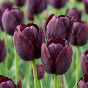 96X Tulipa Triumph Black - Triomftulp - Donker Paars - Voorjaarsbloeier - Bolmaat 11/12