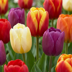 120X Tulipa Triumph Mix - Triomftulp Mix - Diversen - Voorjaarsbloeier - Bolmaat 11/12