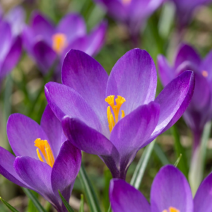 400X Crocus Ruby Giant - Krokus - Paars - Verwilderingsbol - Bolmaat 5/+