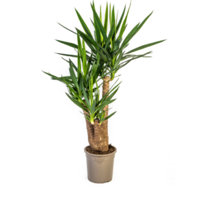 Yucca kamerplant vertakt – vertakte stam met zwaardvormig blad – 80-100 cm hoog