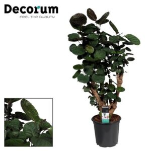 Polyscias Fabian – architecturale kamerplant met ronde bladeren – ±21 cm