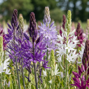 40X Camassia Leichtlinii Mix - Grote Camas - Blauw En Wit - Zomerbloeier - Bolmaat 12/14