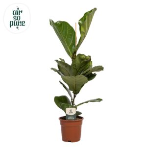 Ficus Lyrata – grote decoratieve bladeren – ±17 cm