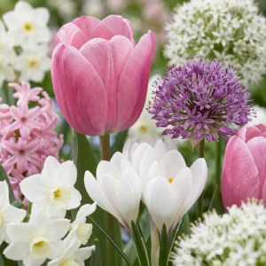 1000X Bulb Garden Pink - Bollentuinroze - Diversen - Zomerbloeier - Bolmaat 10/12