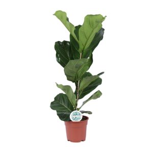 Ficus lyrata – grote vioolbladige kamerplant – ±17 cm