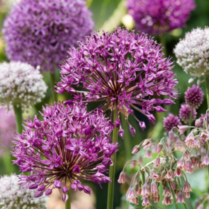 320X Bulb Garden Allium - Bollentuinsierui - Diversen - Zomerbloeier - Bolmaat 10/12