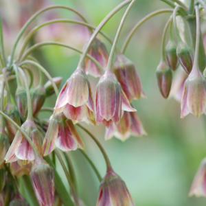 240X Allium Siculum - Siciliaanse Honing Knoflook - Rood - Zomerbloeier - Bolmaat 8/10