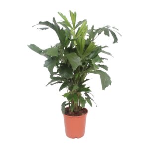Vissenstaartpalm (Caryota mitis) – tropische kamerpalm – ±24 cm