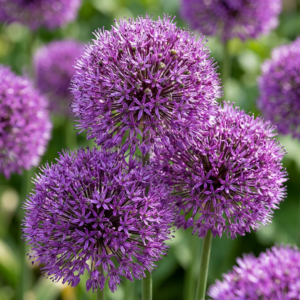 120X Allium Purple Sensation - Sierui - Paars - Zomerbloeier - Bolmaat 10/12