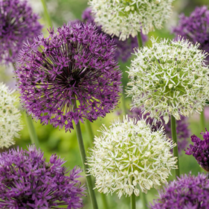 120X Allium Purple - White Mix - Sierui Paars-Wit Mengsel - Paars En Wit - Zomerbloeier - Bolmaat 10/12