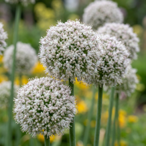 320X Allium Ping Pong - Sierui Ping Pong - Wit - Zomerbloeier - Bolmaat 6/7