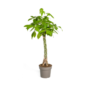Pachira – geldboom – gevlochten stam, grote kamerplant – 130-150 cm hoog