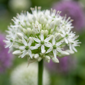 24X Allium Mount Everest - Sierui - Wit - Zomerbloeier - Bolmaat 16/18