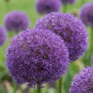 16X Allium Pinball Wizard - Sierui Toverstaf - Paars - Zomerbloeier - Bolmaat 18/20
