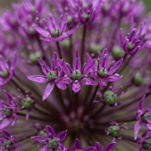 120X Allium Miami - Sierui - Paars - Zomerbloeier - Bolmaat 10/+