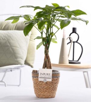 Pachira Aquatica – geldboom in natuurlijke mand – gevlochten stam – ±12 cm