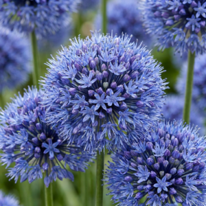 320X Allium Caeruleum - Blauwe Sieralui - Blauw - Zomerbloeier - Bolmaat 4/5