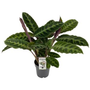 Calathea Warscewiczii – fluweelzacht blad met opvallend patroon – ±50 cm