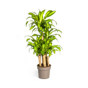 Dracaena Fragrans Massangeana – bossige kamerplant – 130-150 cm hoog