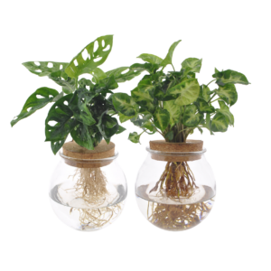 Bolglas Duo Monstera Adansonii & Syngonium Green – hydroponisch – 2 stuks, 12-30 cm hoog