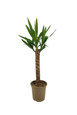 Yucca – makkelijke kamerplant met tropisch karakter – 60-80 cm hoog