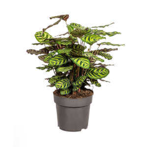 Calathea Makoyana – Pauwenplant – kamerplant – 60-80 cm hoog