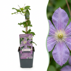 Clematis 'Justa' – Bosrank – winterharde klimplant – 6 stuks, ±9 cm