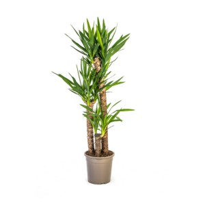 Yucca – robuuste kamerplant met zwaardvormig blad – 120-140 cm hoog