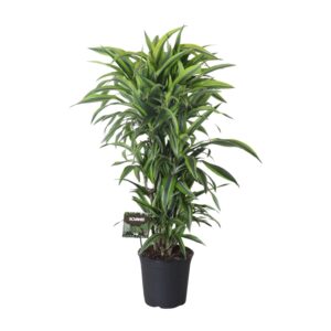 Dracaena Fragrans Lemon Lime vertakt – vertakte kamerplant – ±27 cm