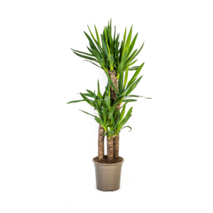 Yucca kamerplant – stevige met zwaardvormig blad – 90-110 cm hoog