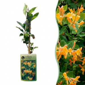 Tellmann-Kamperfoelie (Lonicera tellmanniana) – sierlijke klimplant – 6 stuks, ±9 cm