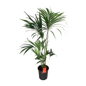 Kentia Palm (Howea forsteriana) – elegante kamerpalm voor plekken – ±24 cm
