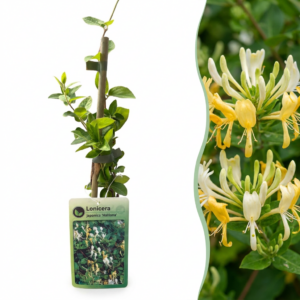 Japanse Kamperfoelie (Lonicera japonica 'Halliana') – geurige – 6 stuks, ±9 cm
