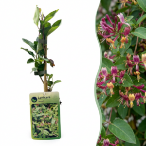 Henrys Kamperfoelie (Lonicera henryi) – winterharde zelfhechtende – 6 stuks, ±9 cm