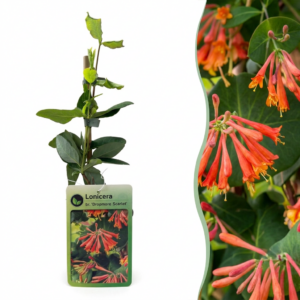 Kamperfoelie 'Dropmore Scarlet' (Lonicera brownii 'Dropmore Scarlet') – 6 stuks, ±9 cm