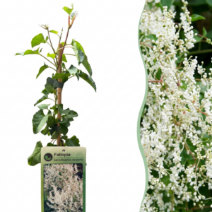Bruidssluierplant (Fallopia aubertii) – snelgroeiende klimplant – 6 stuks, ±9 cm