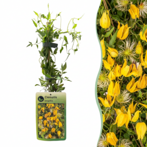 Clematis tangutica – Chinese bosrank – gele klimplant – 6 stuks, ±9 cm