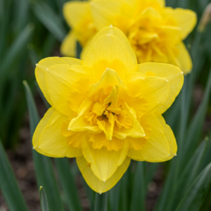 Narcissus Golden Ducat – Gevulde gele narcis – voorjaarsbloem – 80 stuks