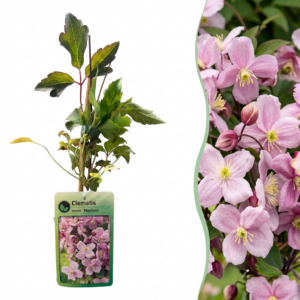 Bergclematis 'Mayleen' (Clematis montana 'Mayleen') – weelderig – 6 stuks, ±9 cm