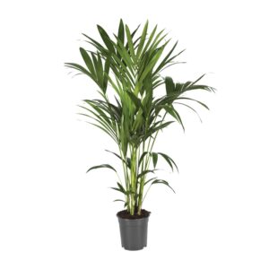 Kentiapalm (Howea forsteriana) – elegante tropische kamerpalm – ±21 cm