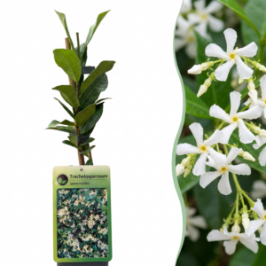 Sterjasmijn (Trachelospermum jasminoides) – wintergroene klimplant – 4 stuks, ±9 cm